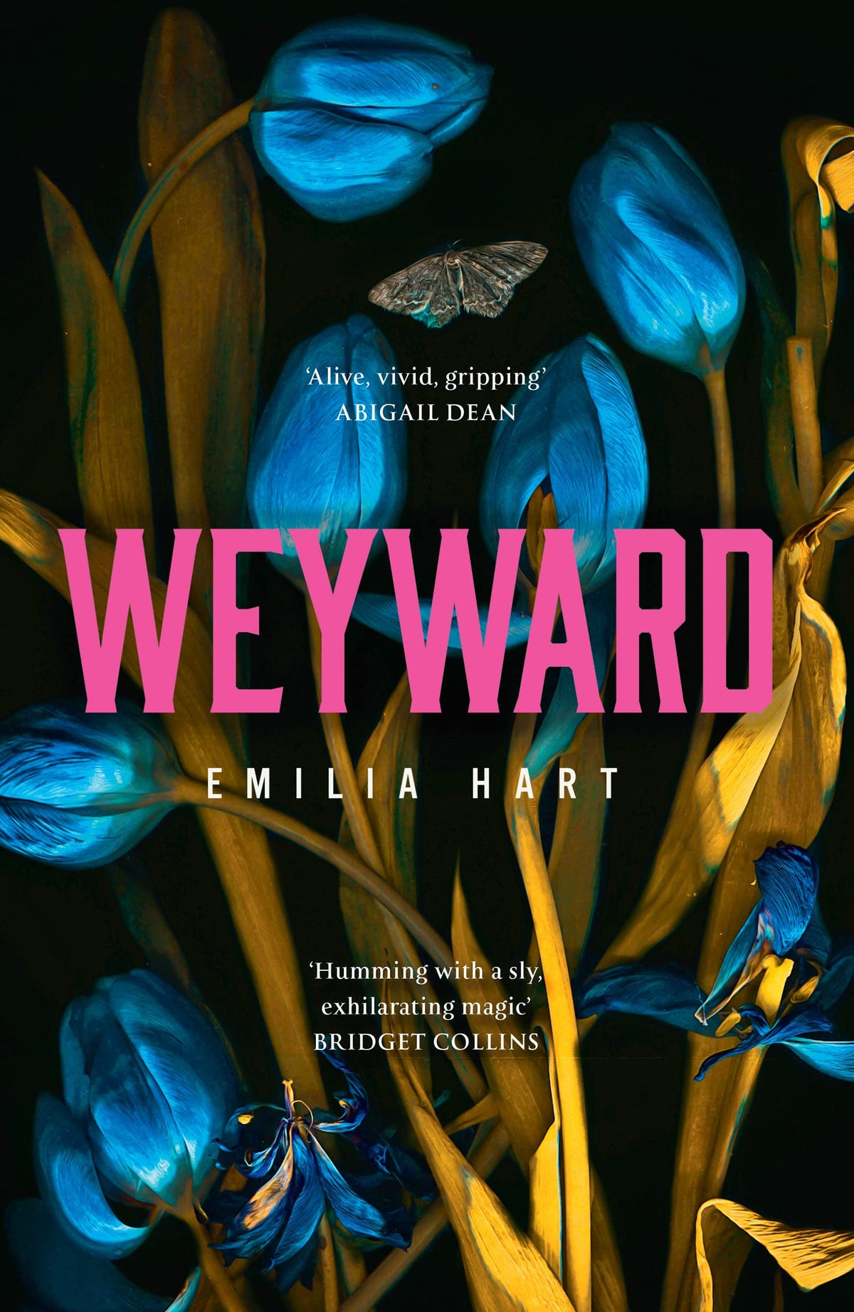 Weyward: The Richard & Judy Book Club Pick, a spellbinding historical bestseller-1
